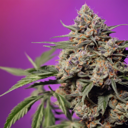 Experience the Relaxing Vibes of Purple Sunset Strain at Dusk