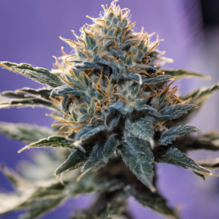 Exploring the Lucid Blue Cannabis Strain: A Beginner’s Guide